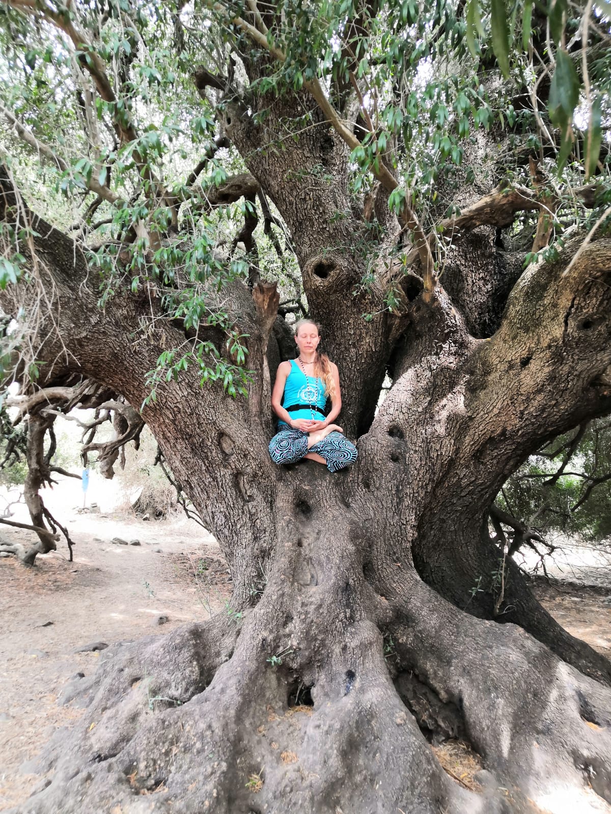 pranayama sull'albero di 2 mila anni